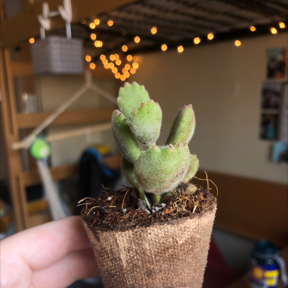 Bear's Paw plant in a pot, held by a hand, with a room background.