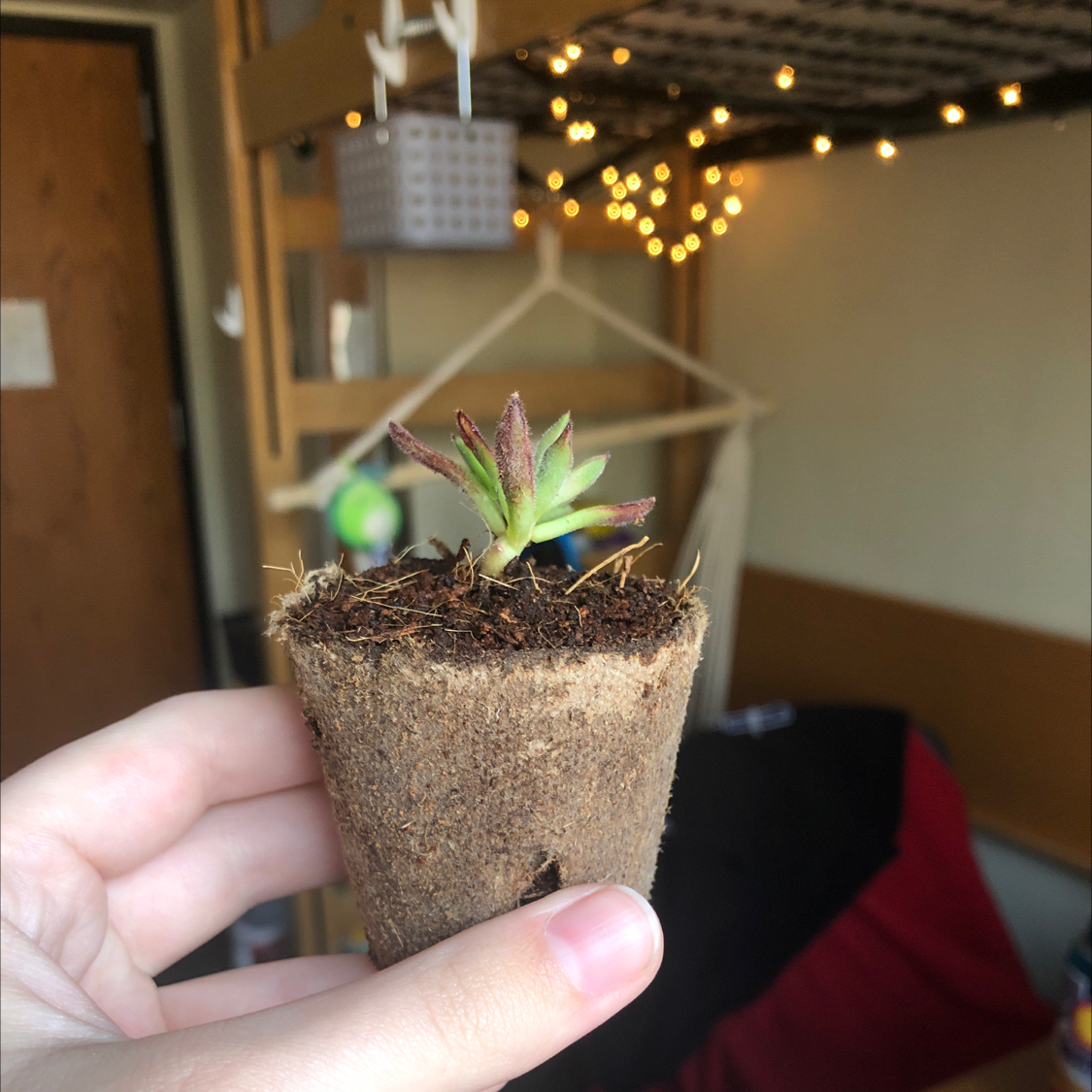 Echeveria 'Arrow Setosa' plant in a biodegradable pot, held by a hand, with some browning on leaf tips.
