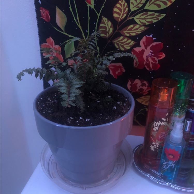 Japanese Painted Fern plant photo by Jamie named Cheyenne on Greg, the plant care app.