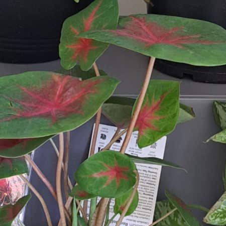Photo of the plant species Caladium 'Angel Wings' by Queensiricote named Marley on Greg, the plant care app
