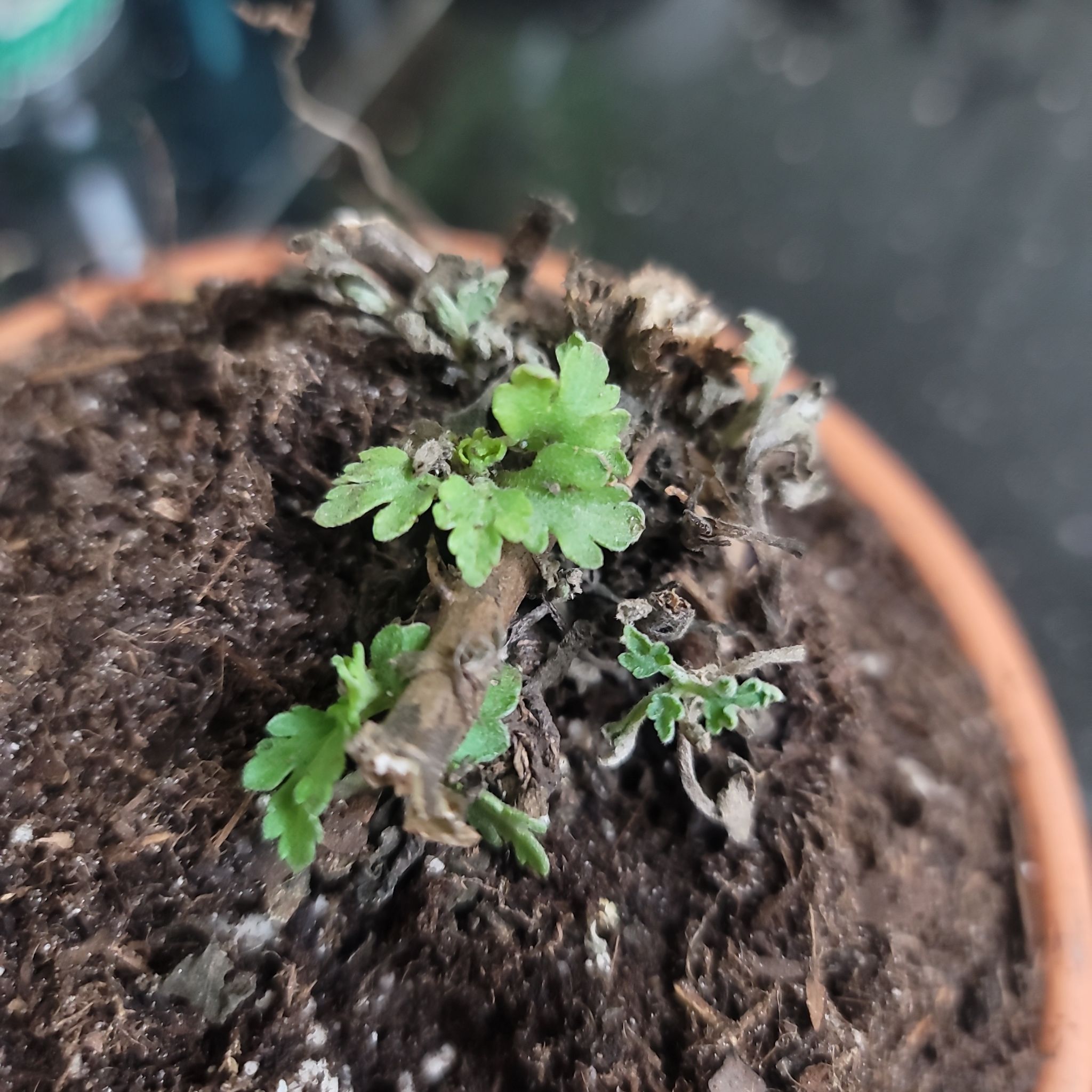 Chrysanthemum plant in a pot with visible soil and some green and dried leaves.