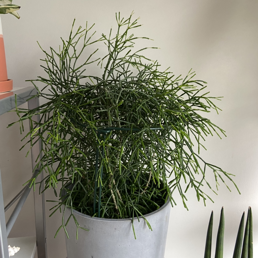 Healthy Dancing Bones cactus in a gray pot with thin green stems.