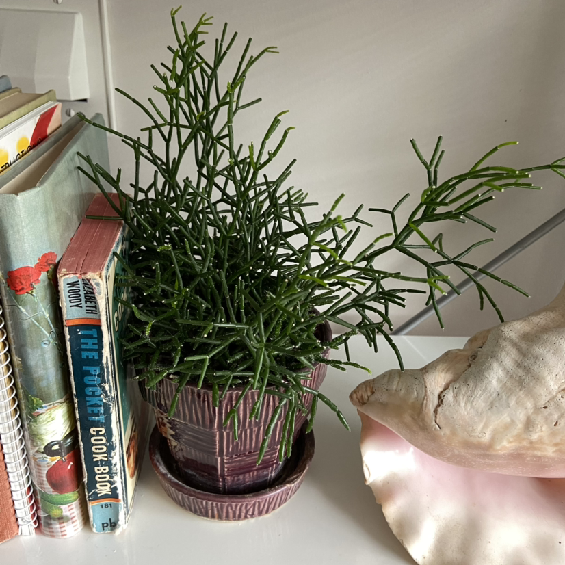 Healthy Dancing Bones plant in a pot on a shelf next to books and a large shell.