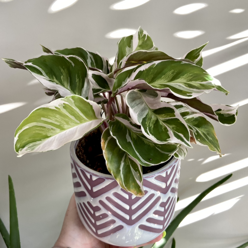 Photo of the plant species Calathea 'White Fusion' by @hkfplants named Pansy on Greg, the plant care app