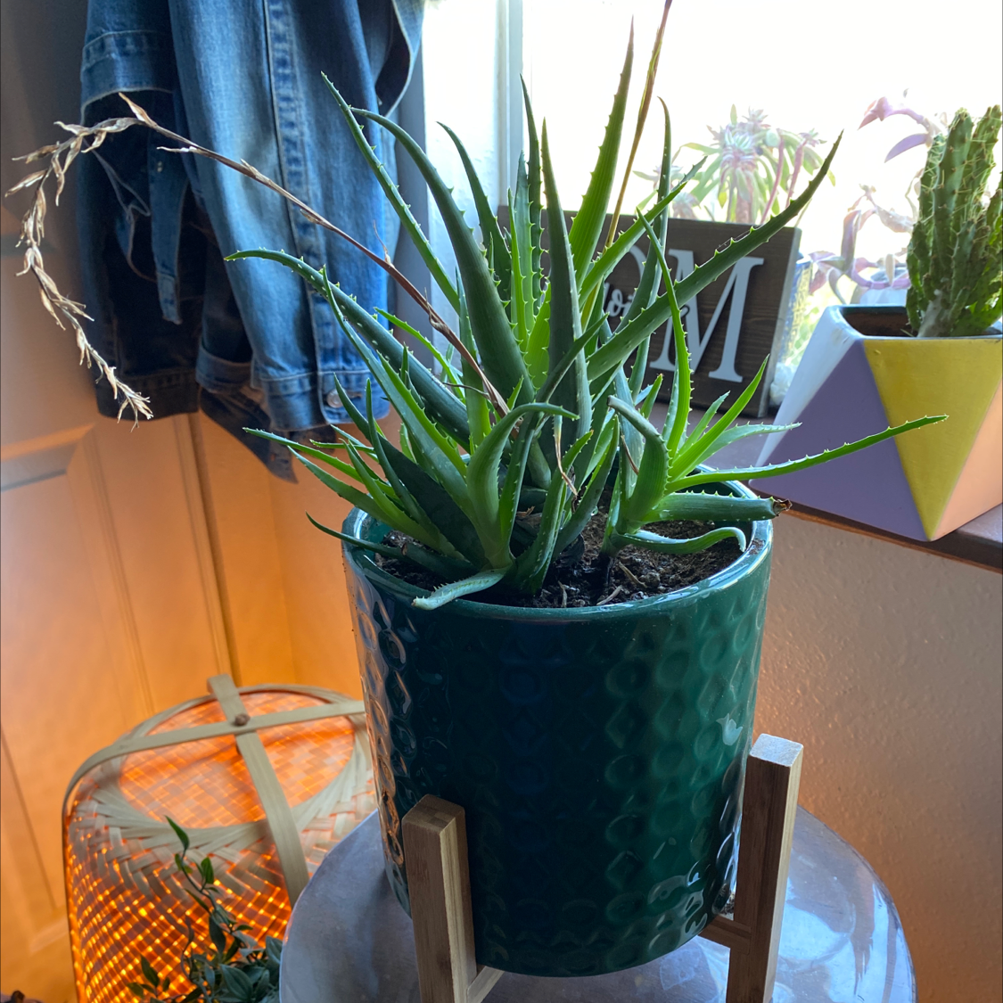 Potted Candelabra Aloe plant on a stand near a window, with visible soil and no flowers.