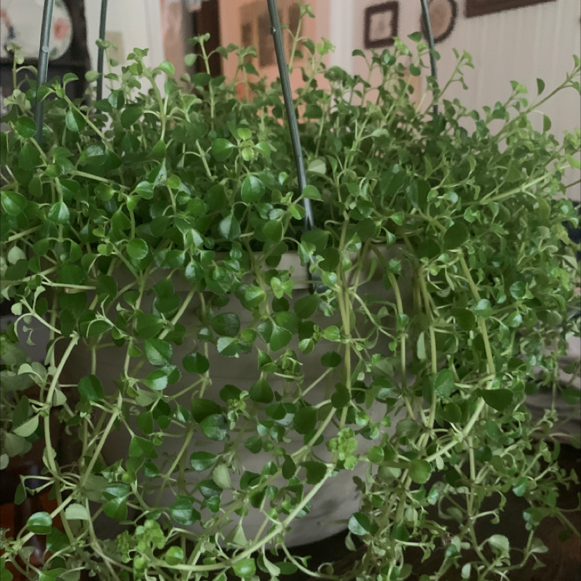 Healthy, lush Pilea baby tears plant with cascading tiny green leaves spilling over the sides of its container.