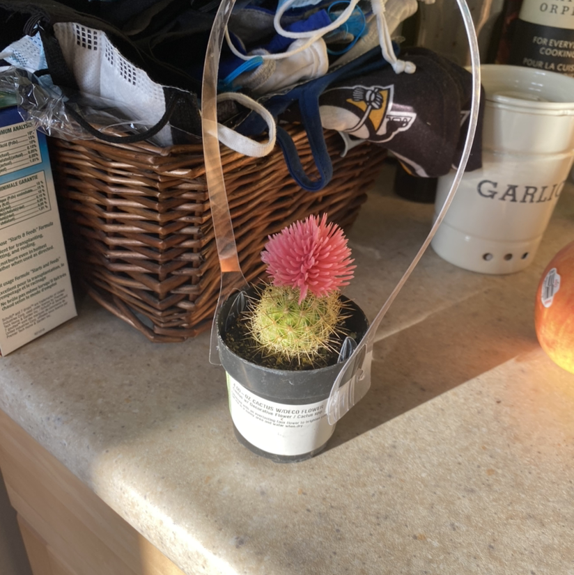 Correll's Hedgehog Cactus with a pink flower in a small pot, placed on a countertop with household items in the background.