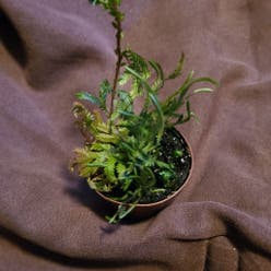 Black Spleenwort plant