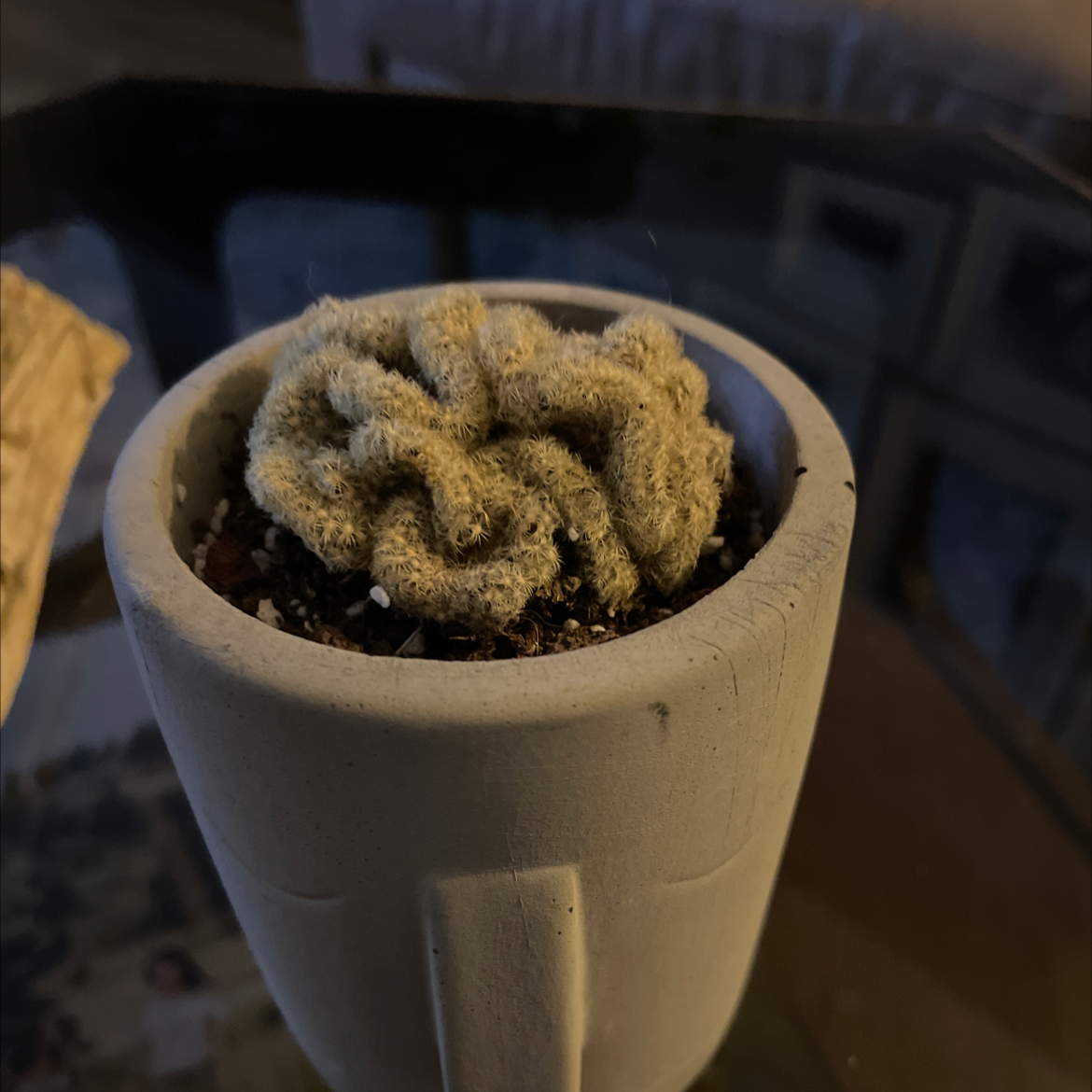 Photo of the plant species Echinofossulocactus palmillas by Melanie named Your plant on Greg, the plant care app
