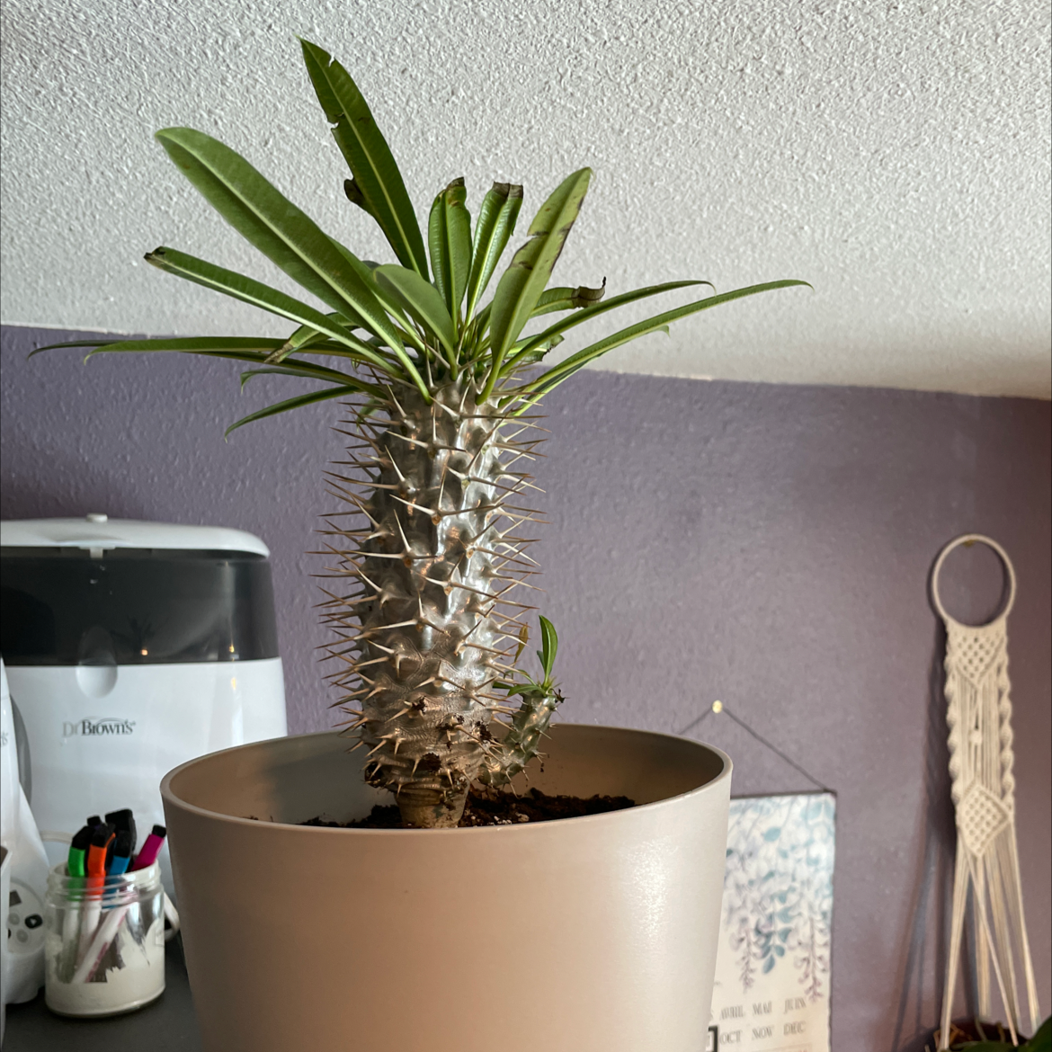 Madagascar Palm (Pachypodium lamerei) in a pot, healthy with visible soil.