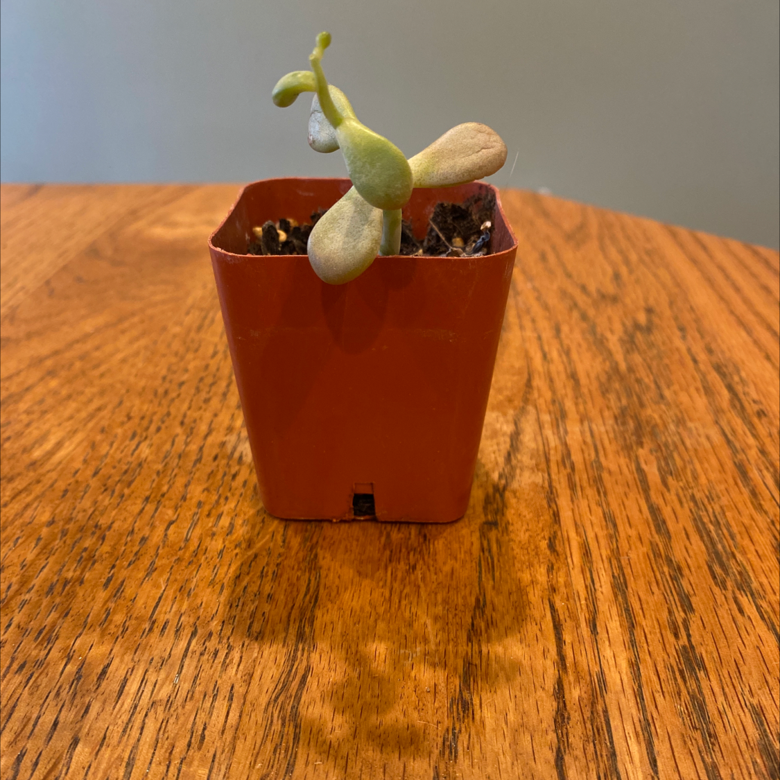 Small Pink Moonstones succulent in a red pot on a wooden surface.