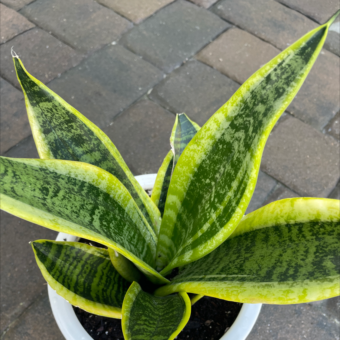Snake Plant plant photo by Mauricio named Diomedes on Greg, the plant care app.