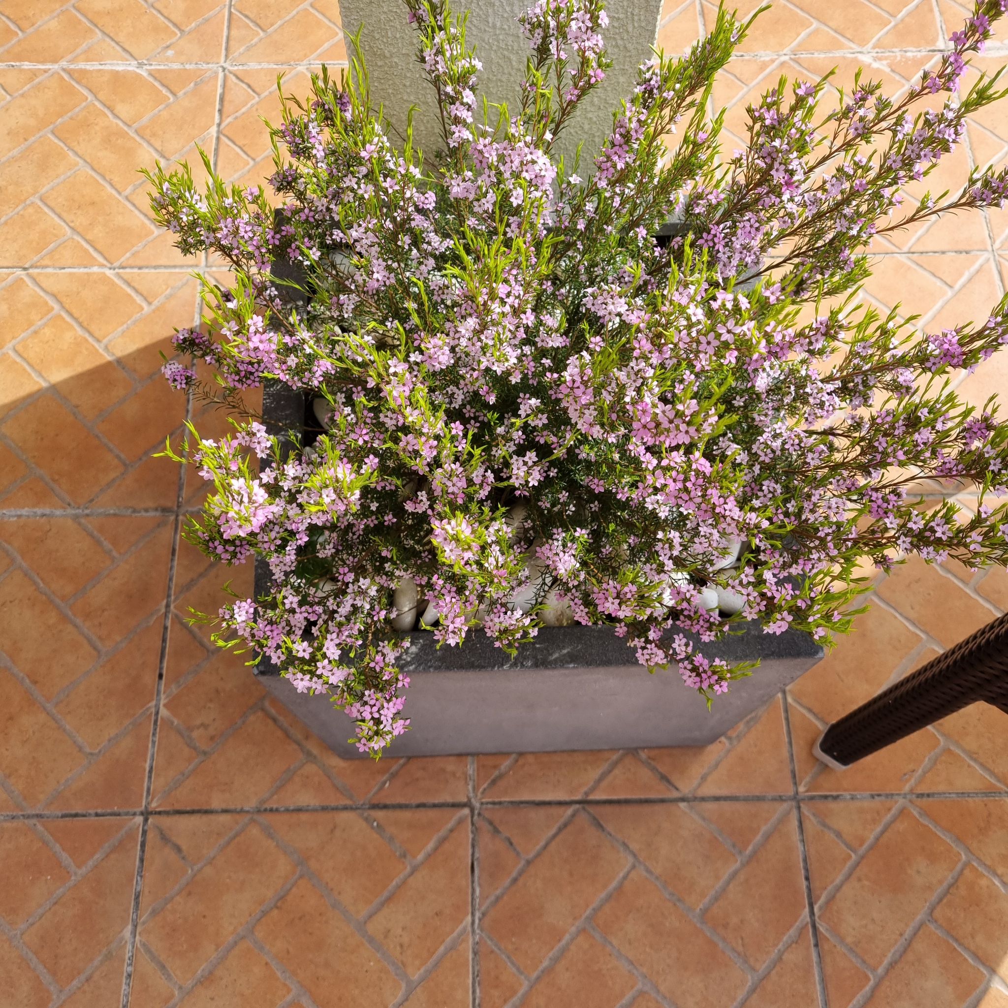 Photo of the plant species Diosma hirsuta by @SatisfiedOricad named Terraço Diosma on Greg, the plant care app