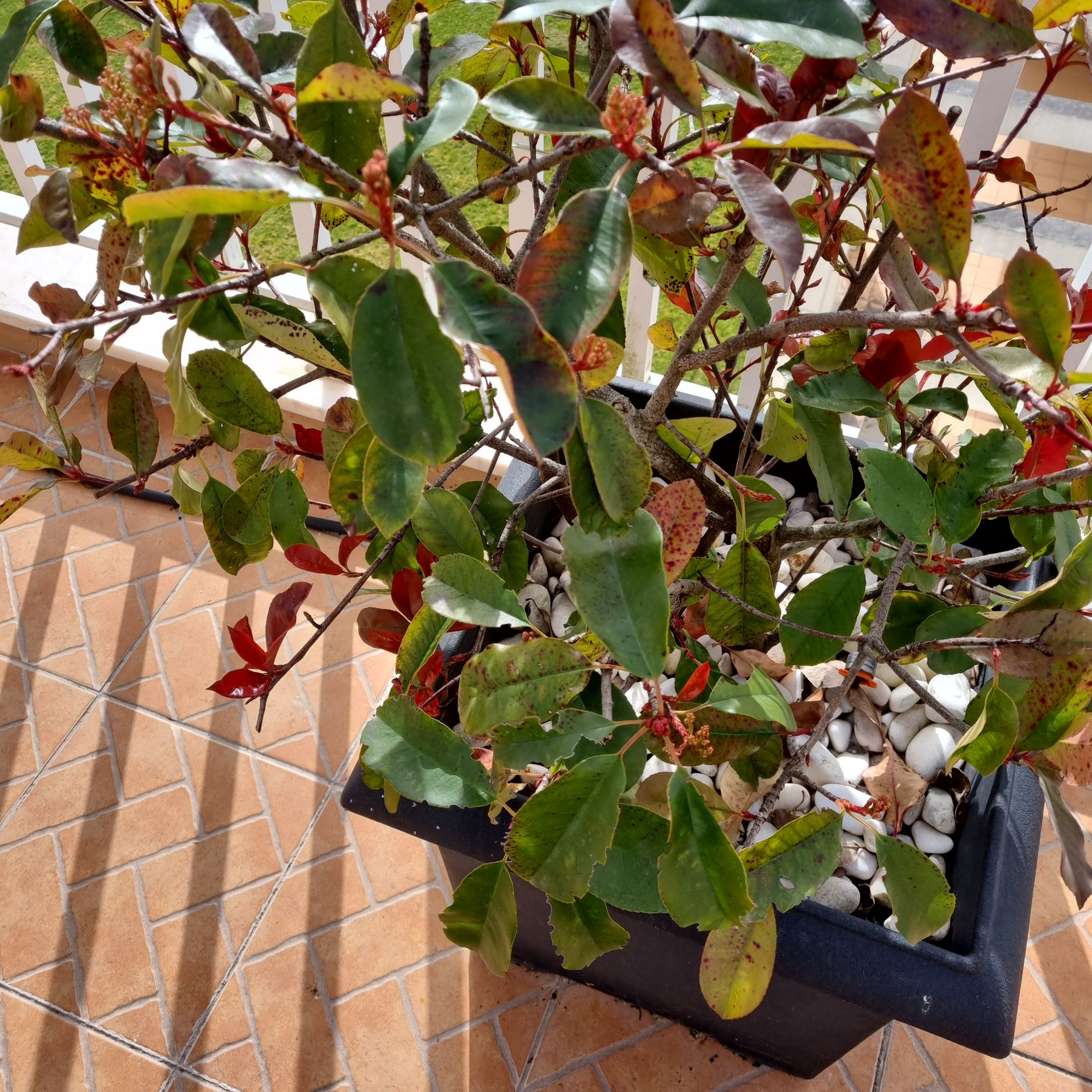 Photo of the plant species Red Robin Photinia by @SatisfiedOricad named Terraço Fotinia on Greg, the plant care app
