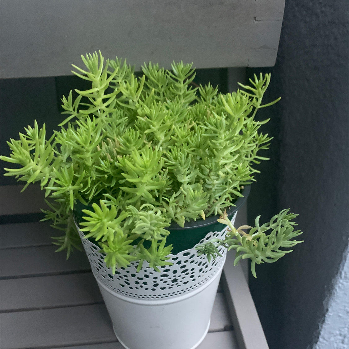 Jenny's Stonecrop plant in a decorative white pot, vibrant and healthy.