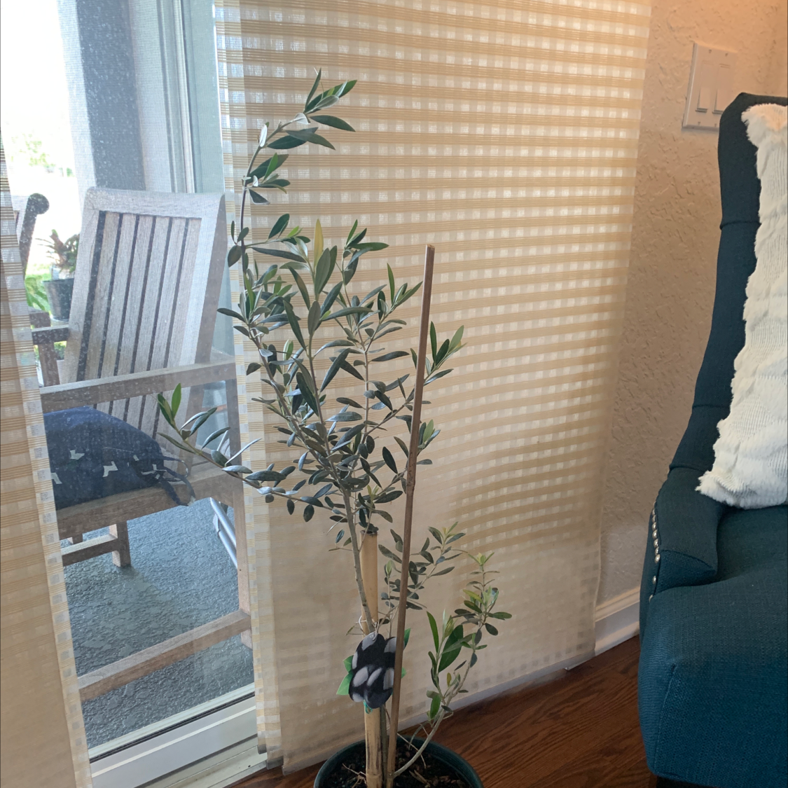 Photo of the plant species Olive Tree by Natacha named Olivia on Greg, the plant care app