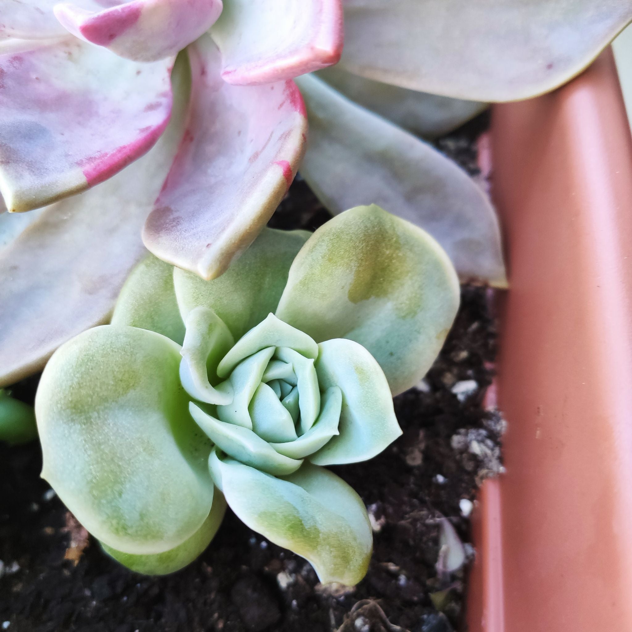 💧 Why Are My Graptoveria 'Lovely Rose' Leaves Droopy?