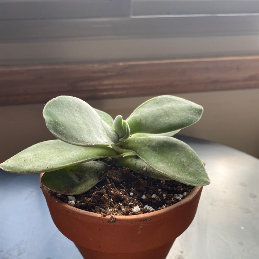 Potted Copper Spoons plant with healthy green leaves and visible soil.