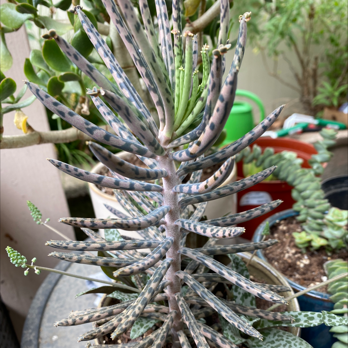 Healthy Mother of Millions succulent plant with narrow leaves and tiny plantlets growing along leaf margins, in a white pot.