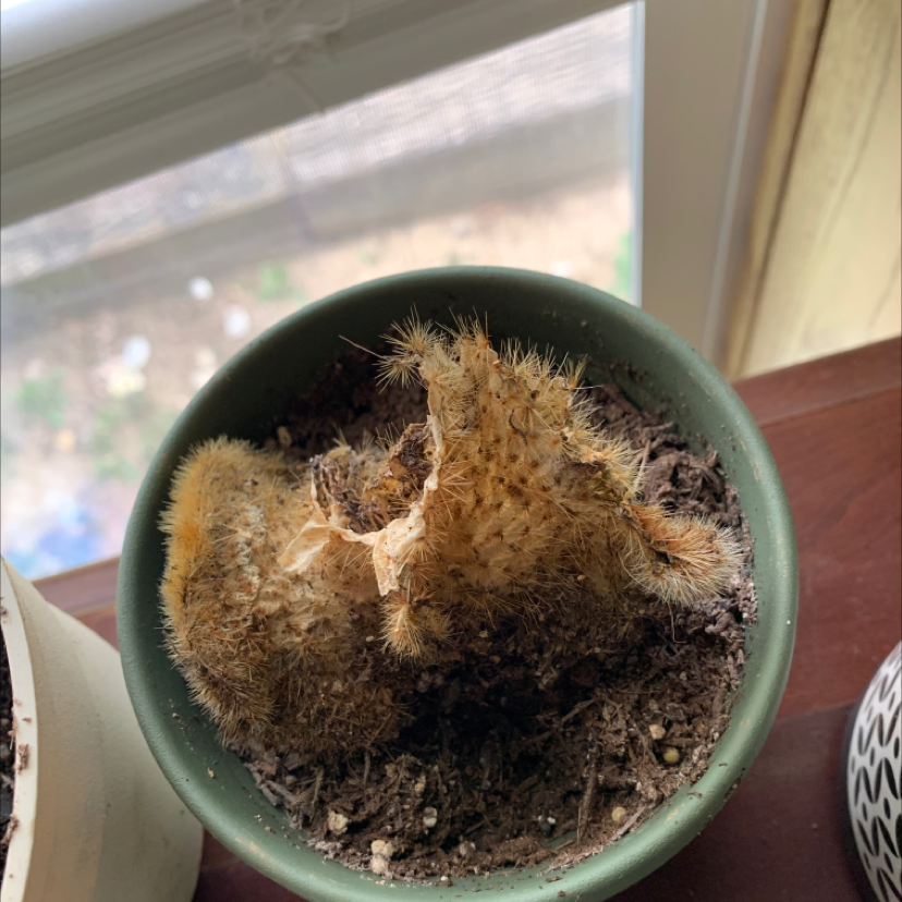 A small, spherical cactus with dense white spines, growing in a green ceramic pot indoors on a windowsill.