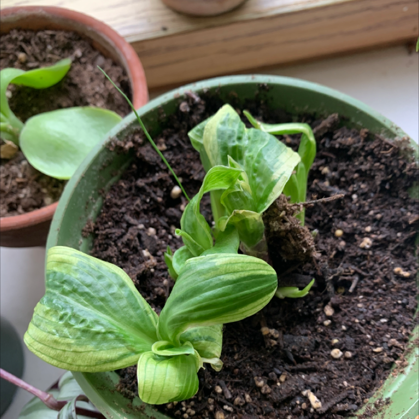 A potted garden lettuce plant with healthy bright green leaves growing in soil, viewed from above.