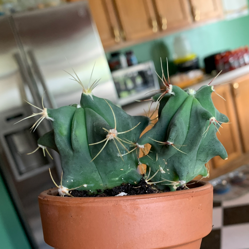 Pleated Cereus plant in a terracotta pot, indoors in a kitchen setting.
