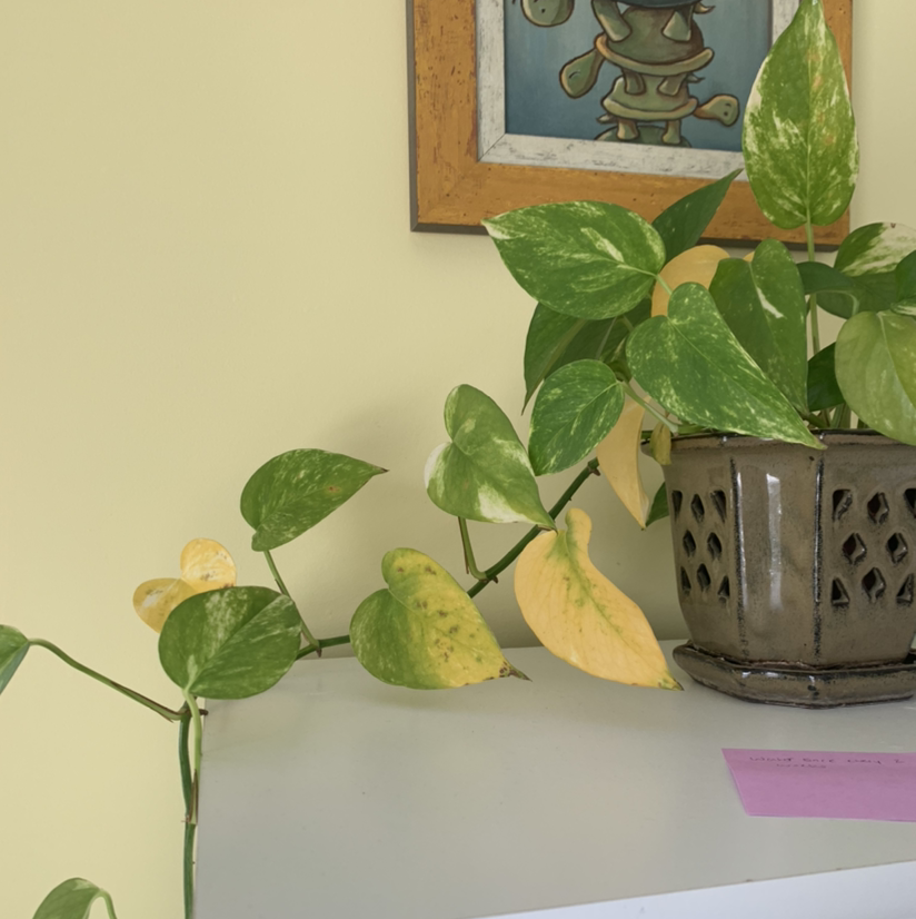 Taro Vine plant photo by @AnnieAllen named Aren on Greg, the plant care app.