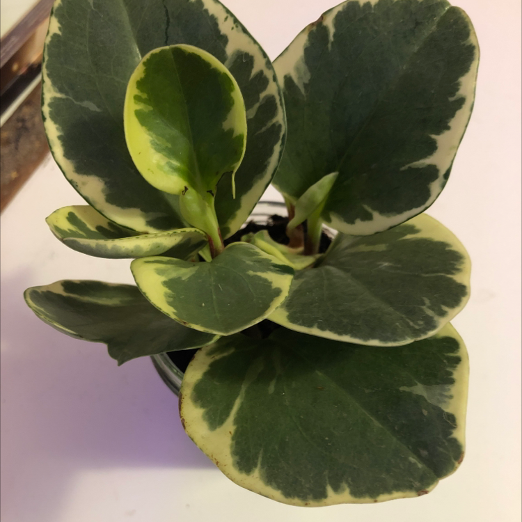 Rainbow Peperomia plant with variegated leaves, well-framed and healthy.