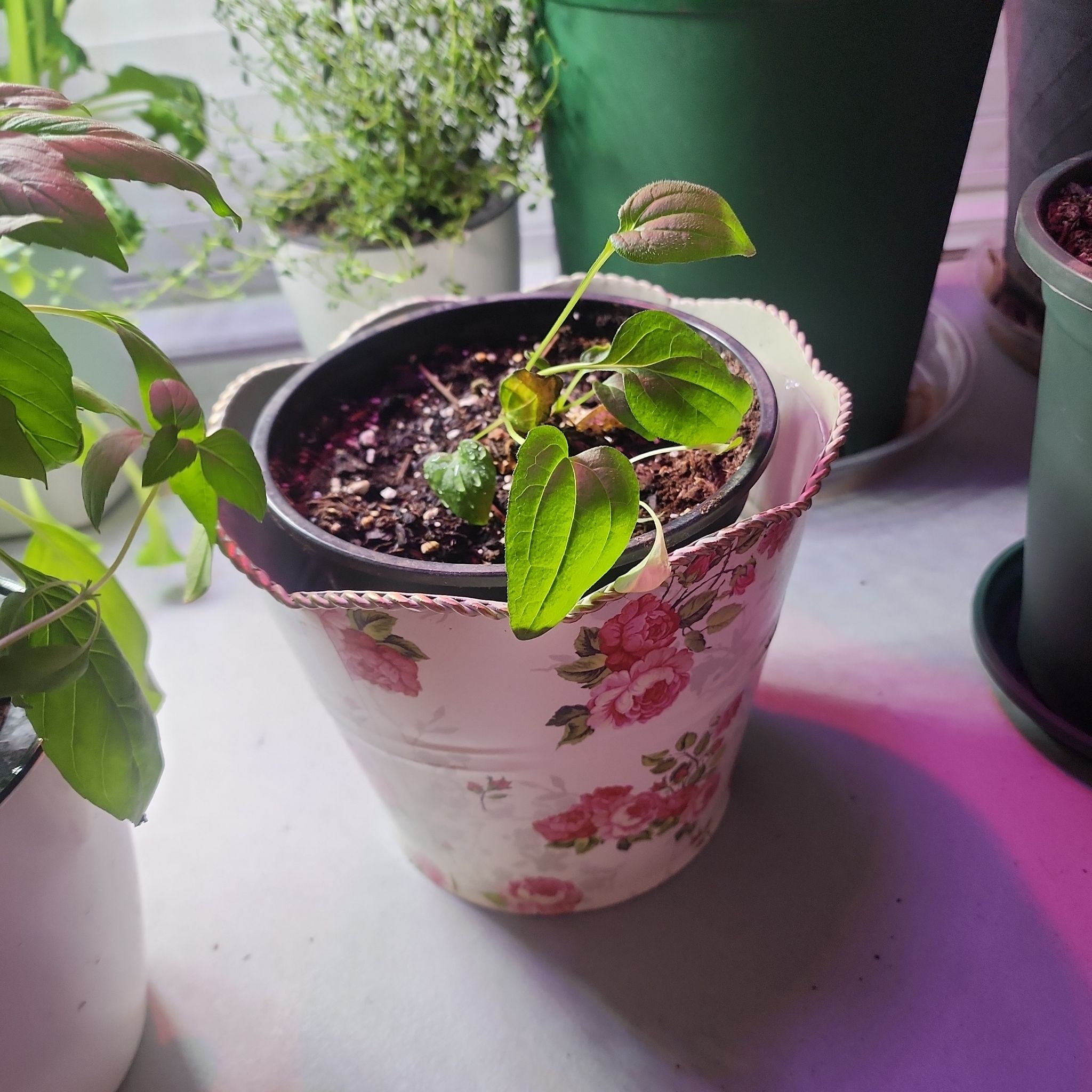 Photo of the plant species Summer savory by @SirJitterbug named Huckleberry Fern on Greg, the plant care app
