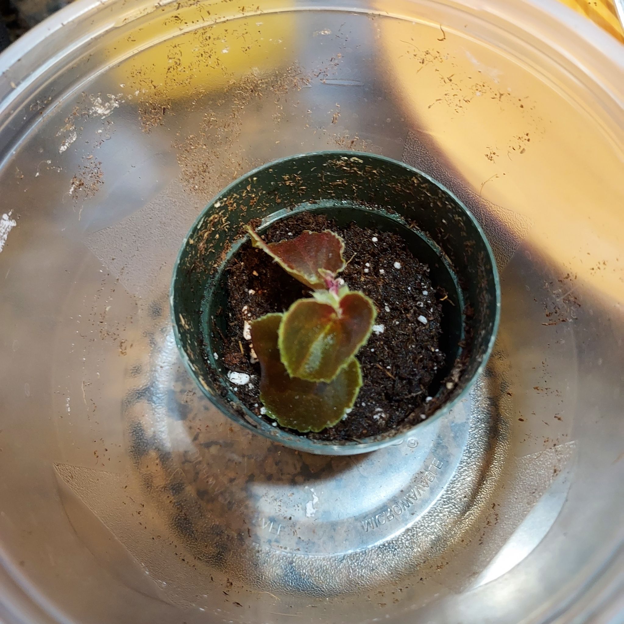 Photo of the plant species Senator White Wax Begonia by @NiftyCentro named Begonia cutting on Greg, the plant care app