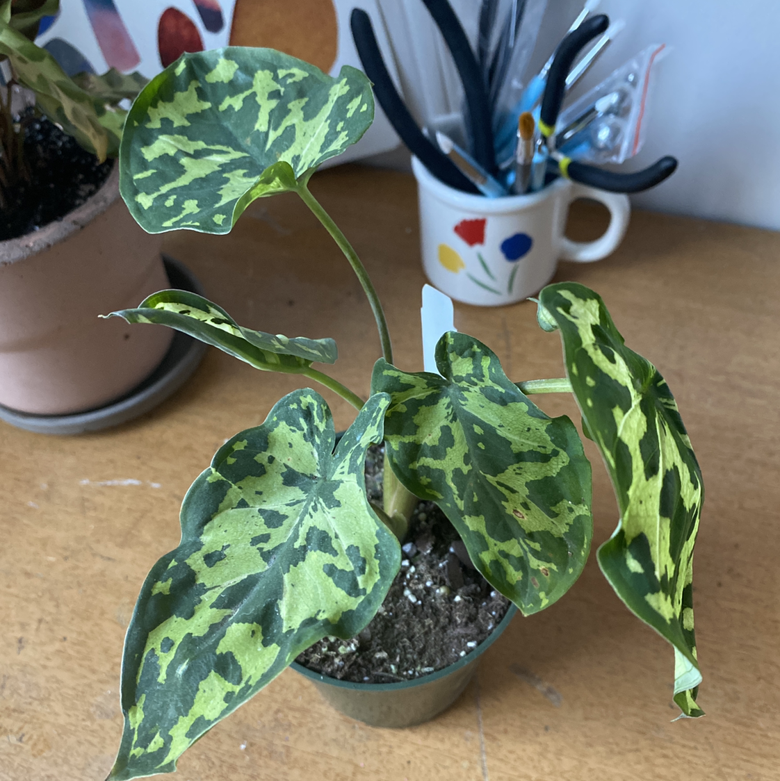 Caladium Hilo Beauty plant with variegated green and yellow leaves in a small pot.