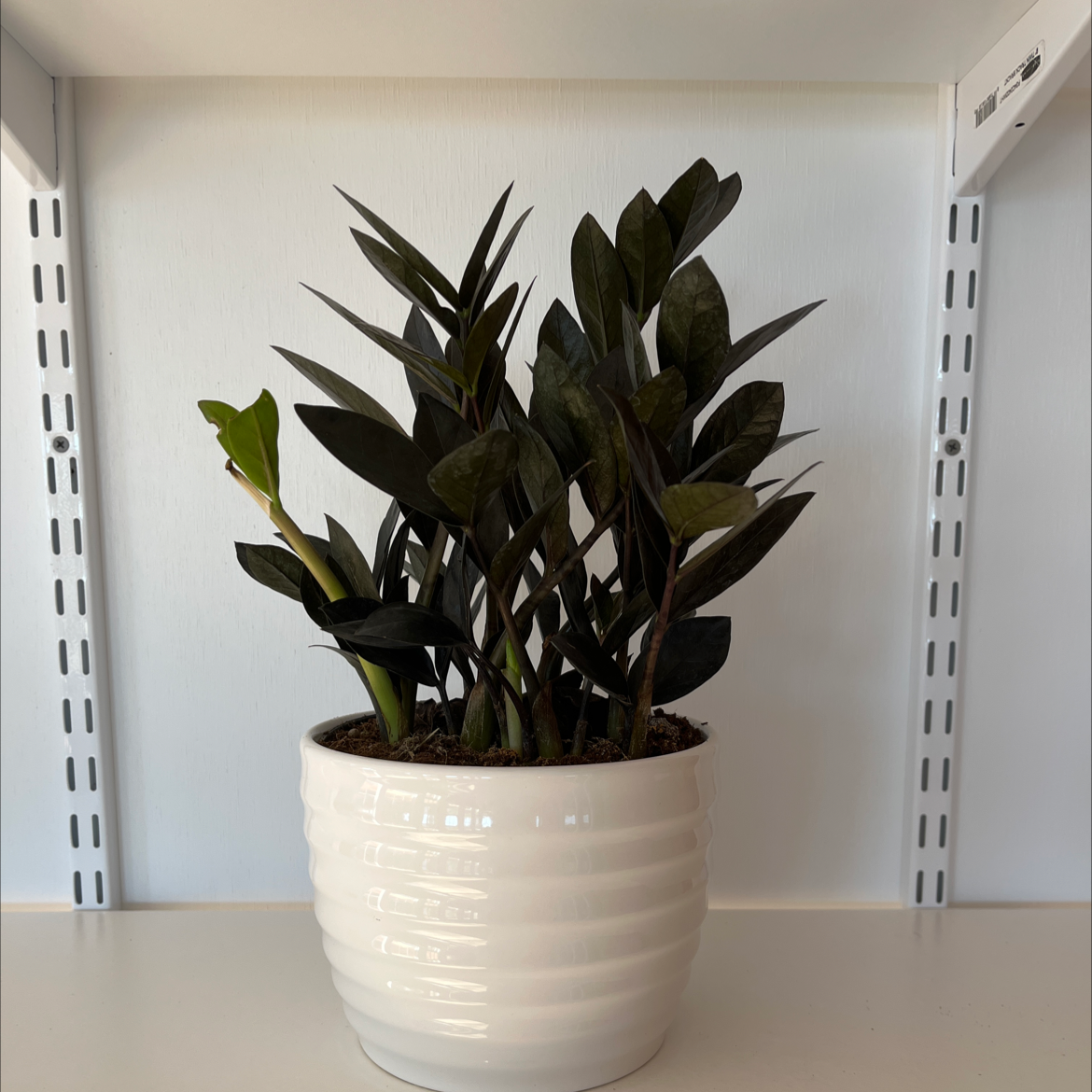 Raven ZZ Plant in a white pot with dark green to black leaves, healthy appearance.