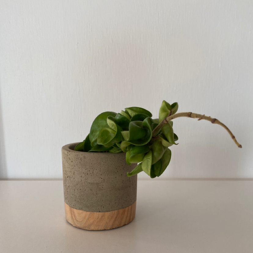 Hoya carnosa 'Compacta' plant in a small pot with green, curled leaves.