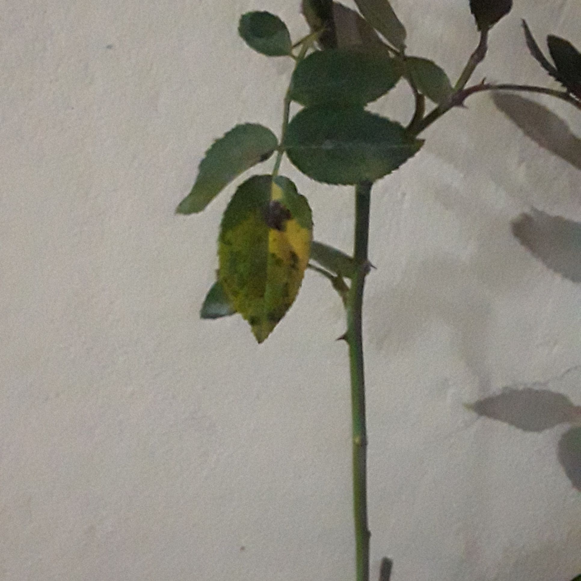 Rose plant