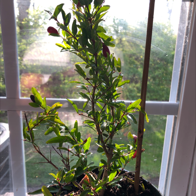 Pomegranate plant near a window with green leaves and visible buds.