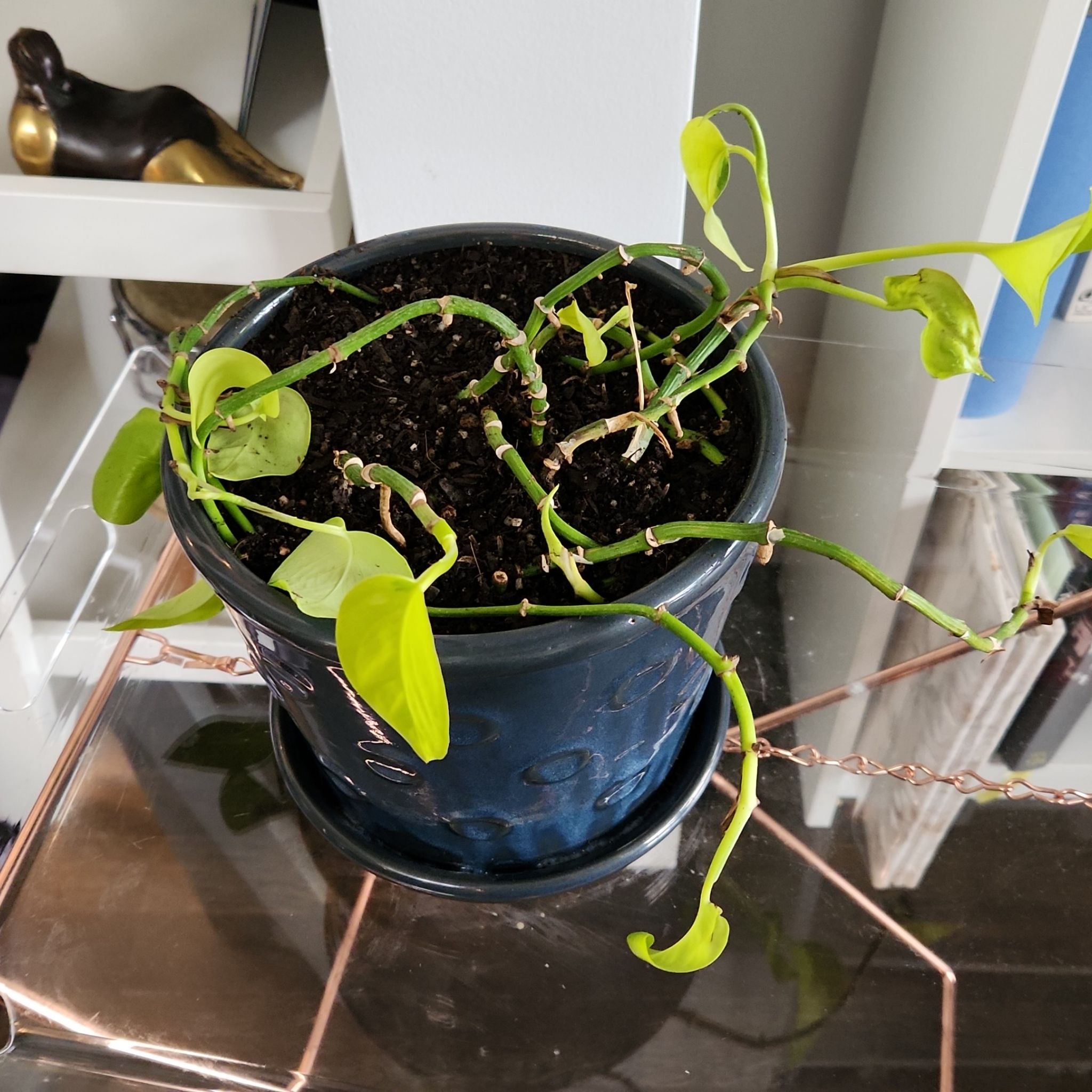 Photo of the plant species pothos by @ConcreteChosmo named Pothos on Greg, the plant care app
