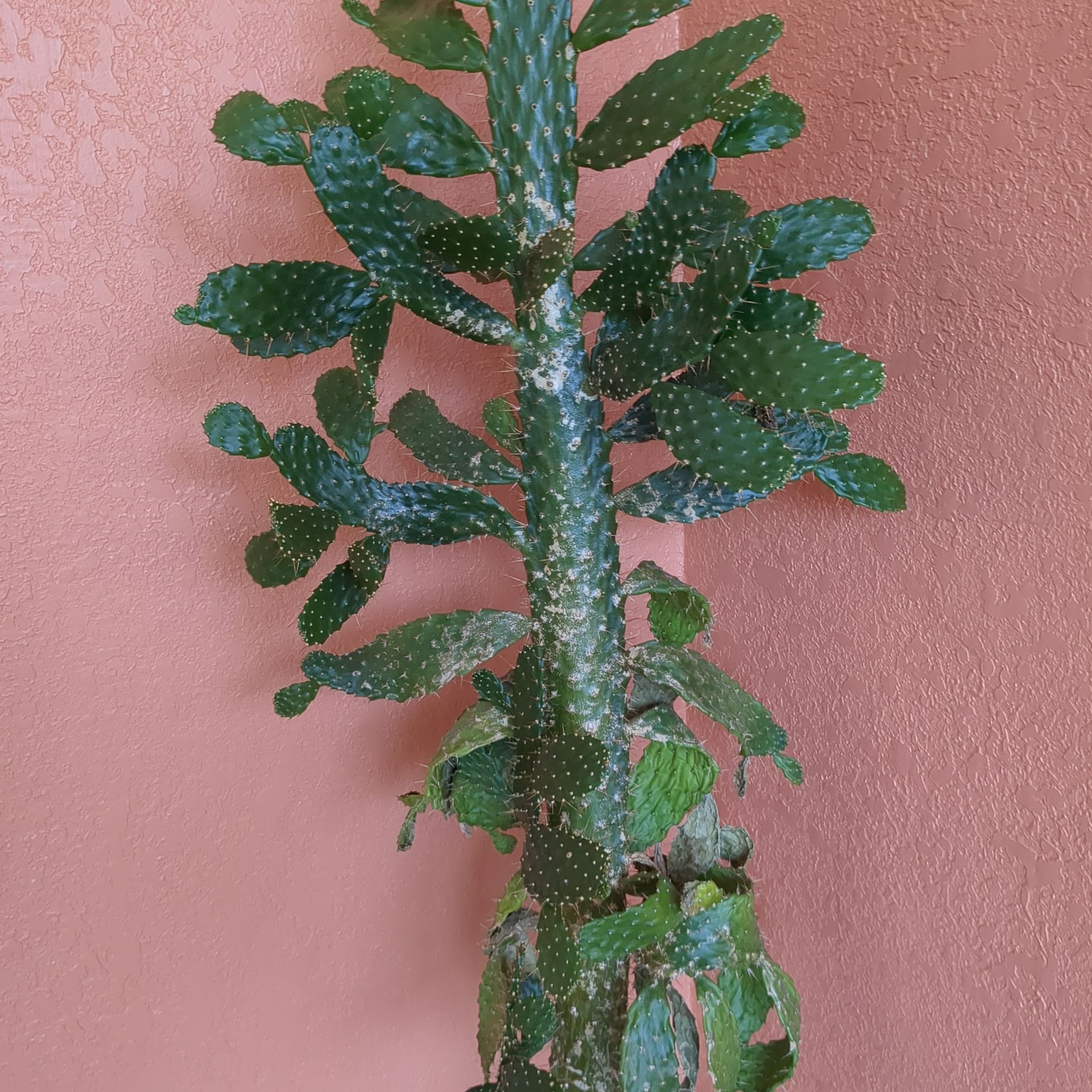 Woolyjoint Prickly Pear cactus with green pads and white spots against a plain background.