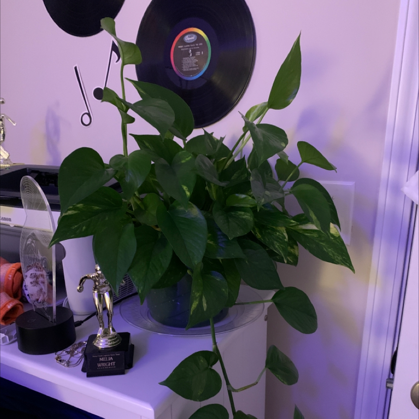 Taro Vine plant photo by @miamelia24 named Lily on Greg, the plant care app.