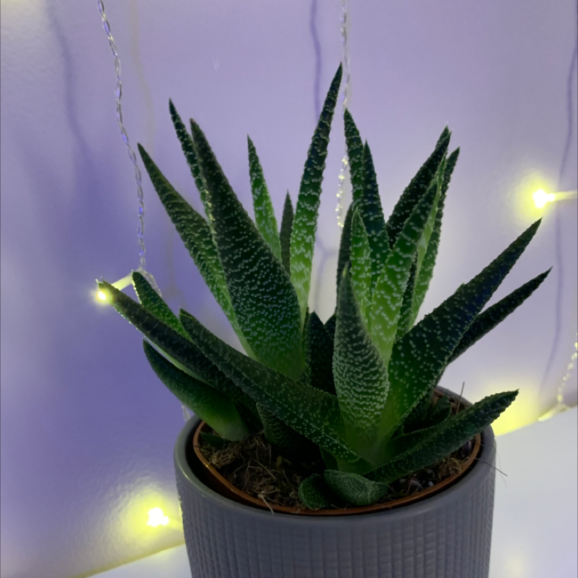 Zebra Plant plant photo by @miamelia24 named Spike on Greg, the plant care app.