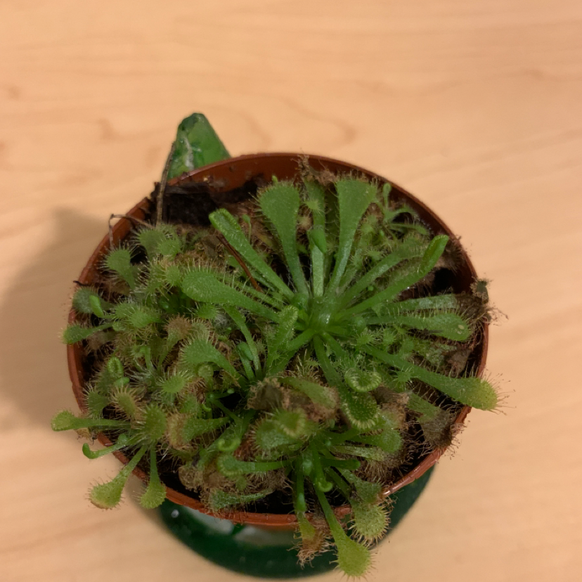 Spoon-Leaved Sundew plant in a small pot with vibrant green leaves and visible dew drops.