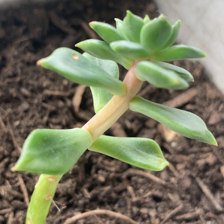 Ghost Plant plant photo by @ajthegreenflash named Succulents on Greg, the plant care app.