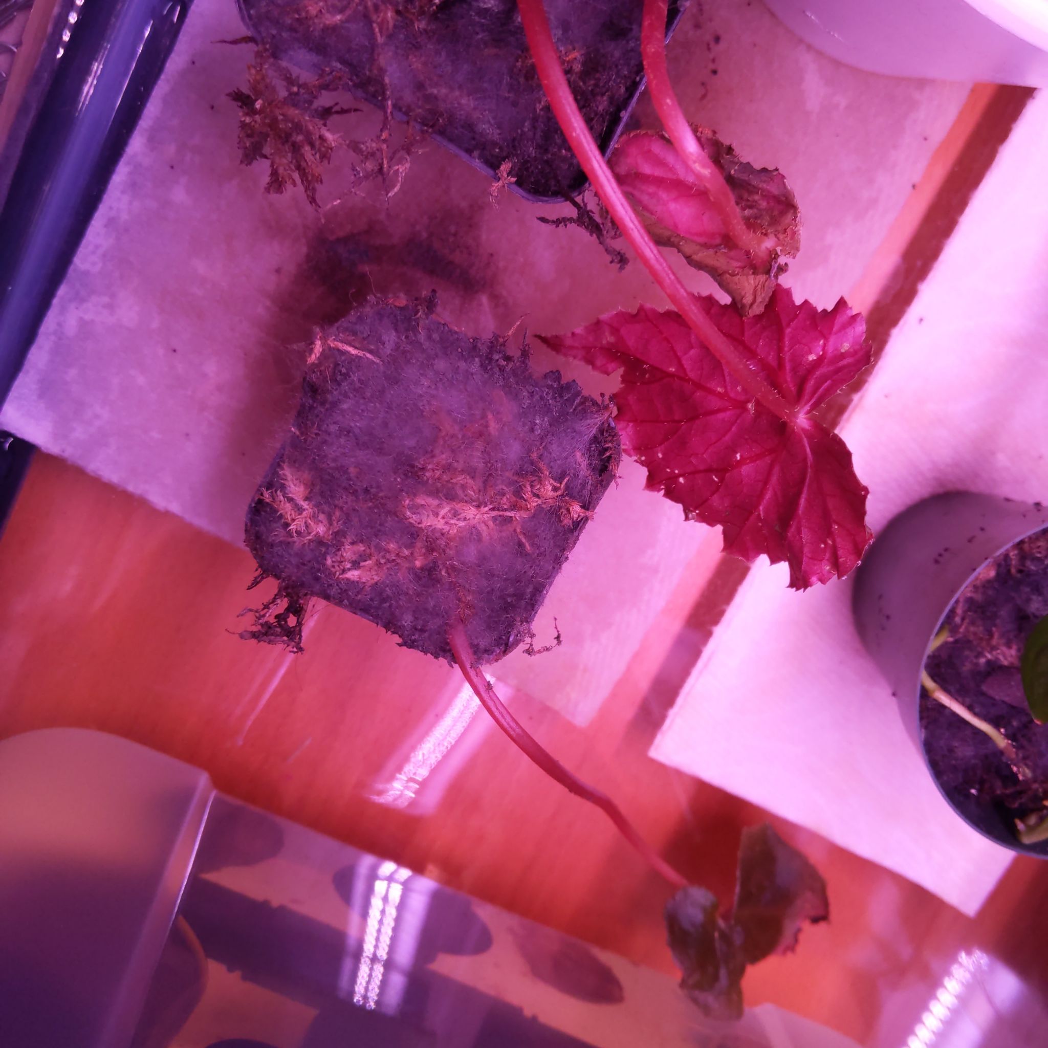 Photo of the plant species Begonia taconite by @YeveSwisspine named Madonna on Greg, the plant care app