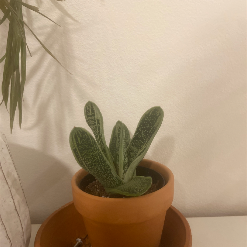 Healthy Gasteria obliqua succulent plant with fuzzy elongated gray-green leaves in a terracotta pot.