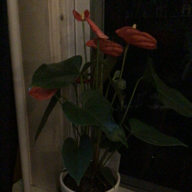 Painter's Palette plant photo by @Laney named Vivian on Greg, the plant care app.