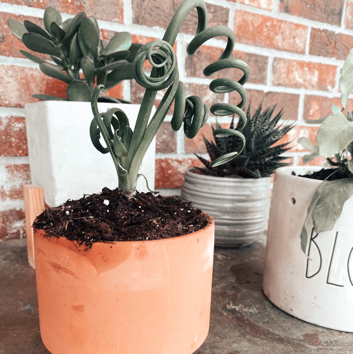Frizzle Sizzle plant in a terracotta pot with curly leaves, other potted plants in the background.