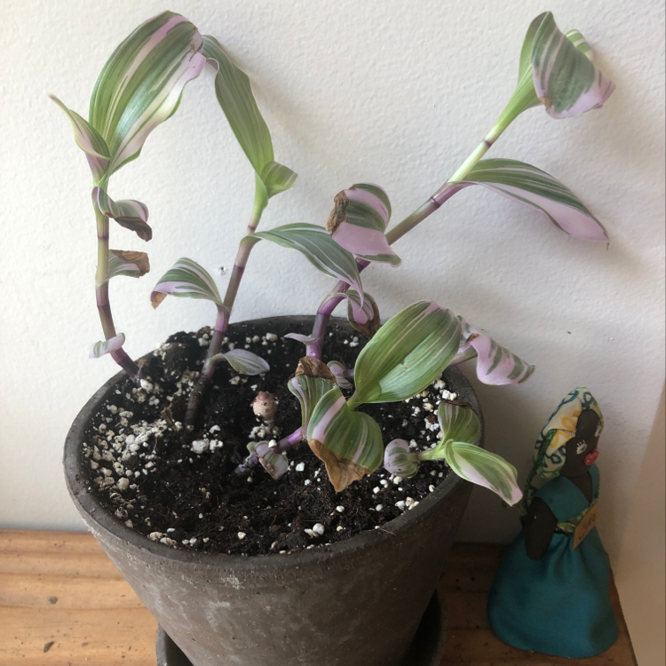 Healthy Small-Leaf Spiderwort plant with green and purple striped leaves in a gray pot, beside a teal figurine.