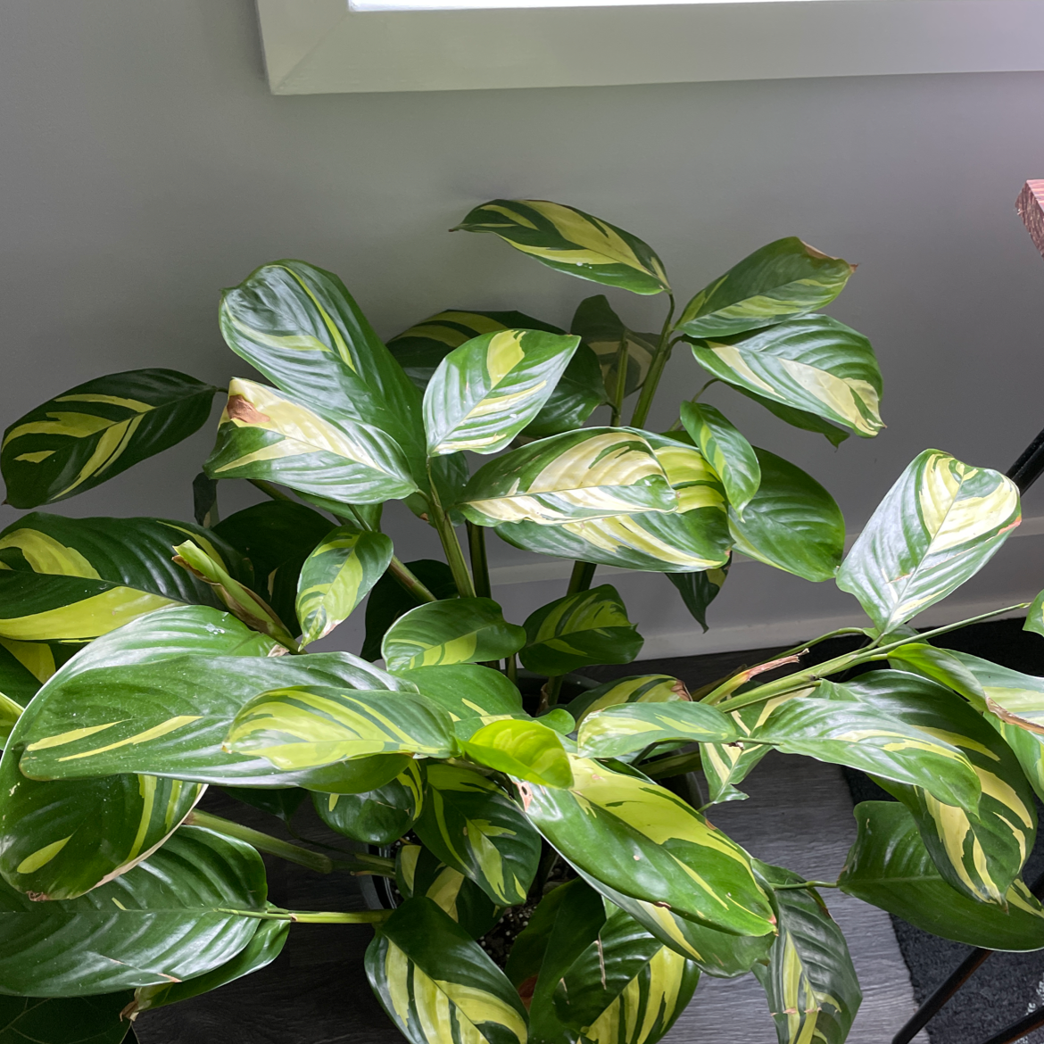 Golden Mosaic Plant with variegated green and yellow leaves near a window.