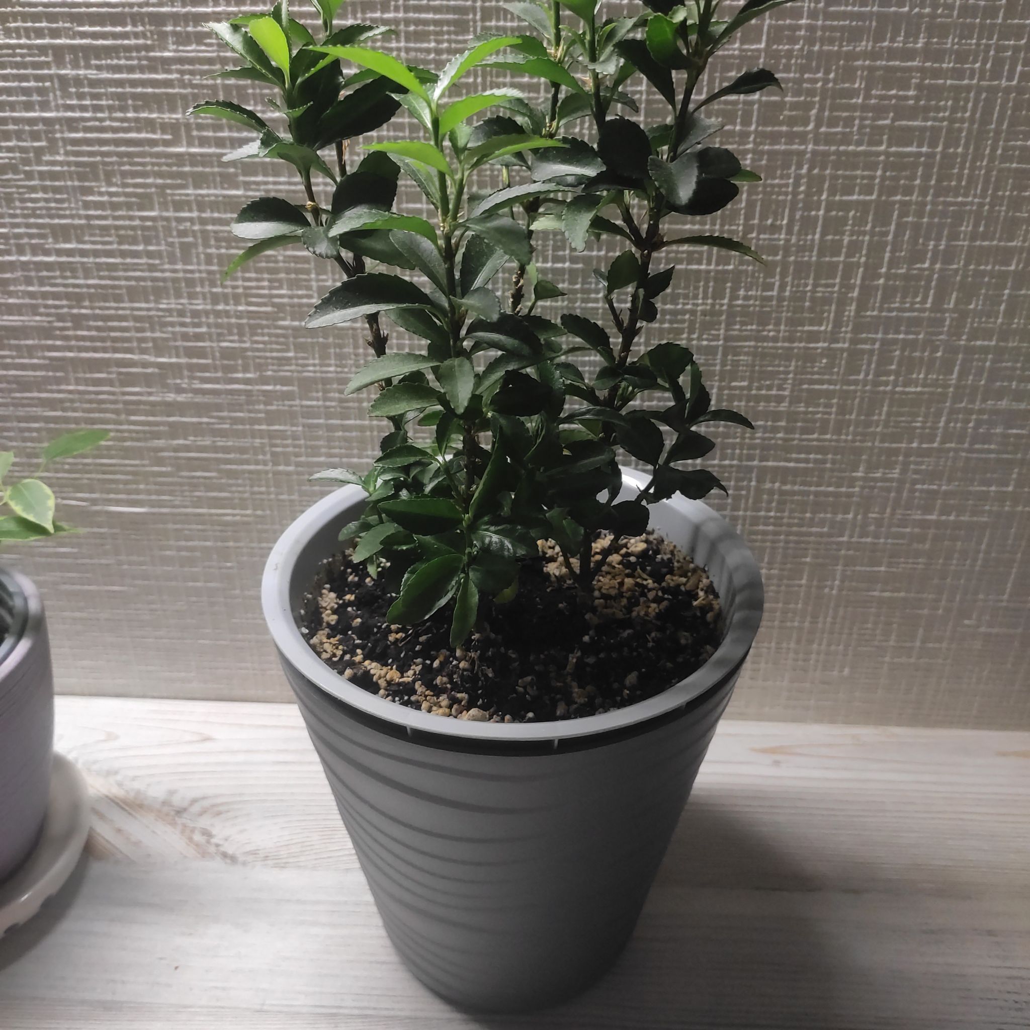 Photo of the plant species Green Spire Euonymus by @ExpensiveBonsai named Huckleberry Fern on Greg, the plant care app