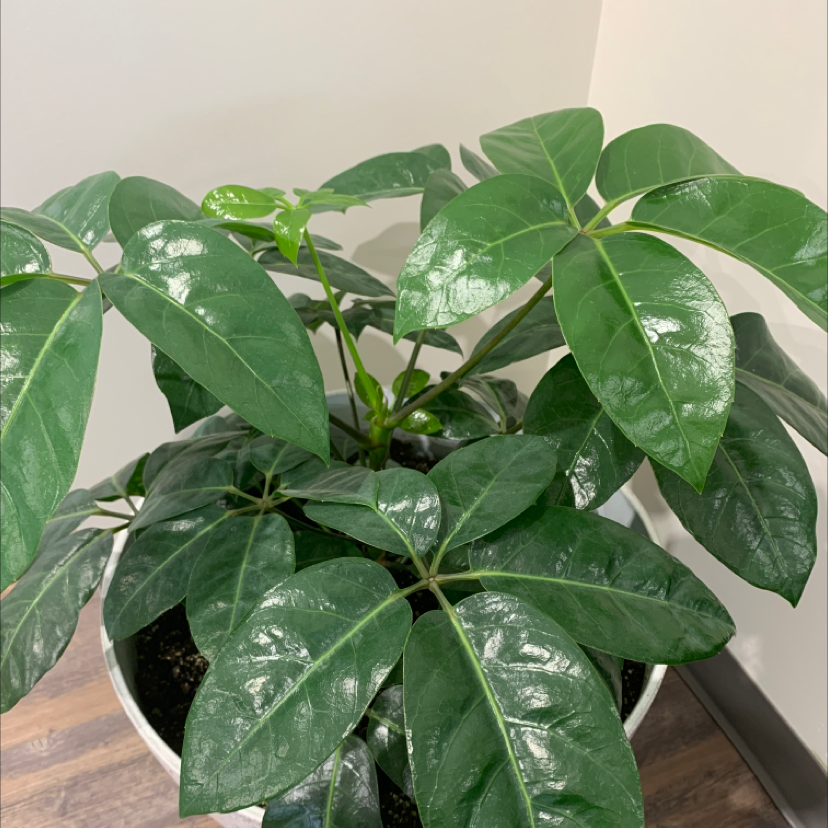 Healthy Octopus Tree plant with glossy, dark green leaves in a pot.