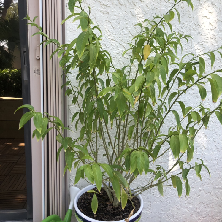 Potted Night-Blooming Jessamine plant with some yellowing leaves near a door.